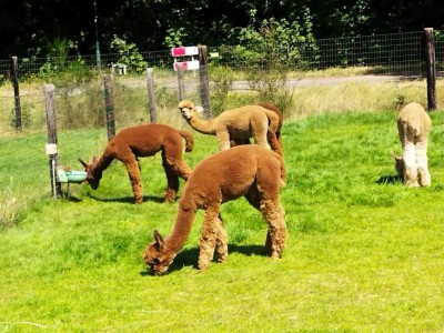 Brabantse gezelligheid